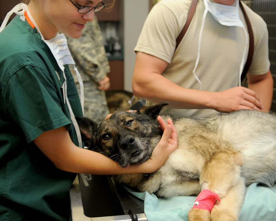 veterinary attending to a pet