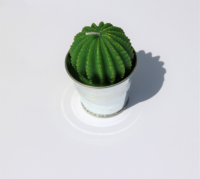 cactus candle