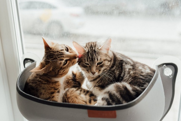 cats as pets