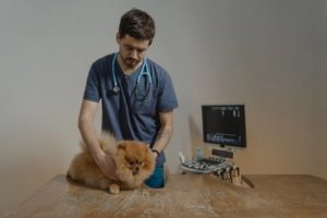 vet and dog